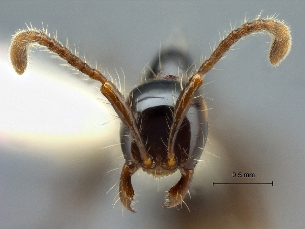 Aenictus montivagus frontal