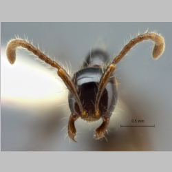 Aenictus montivagus Jaitrong & Yamane, 2013 frontal