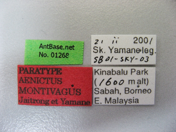 Aenictus montivagus label