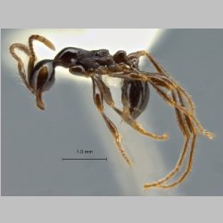 Aenictus montivagus Jaitrong & Yamane, 2013 lateral