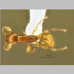 Aenictus nishimurai Terayama & Kubota, 2013 dorsal