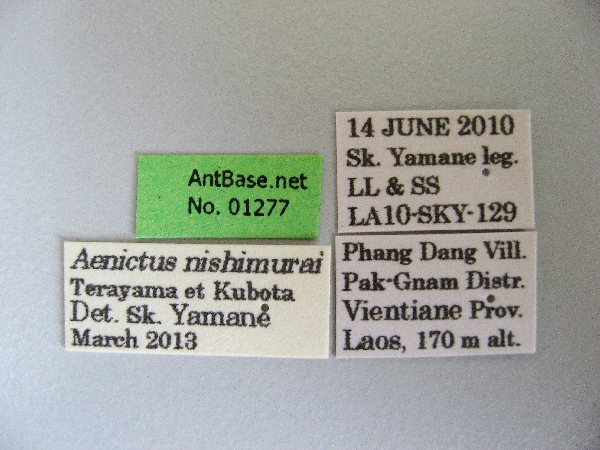 Aenictus nishimurai label