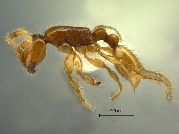 Aenictus nishimurai lateral