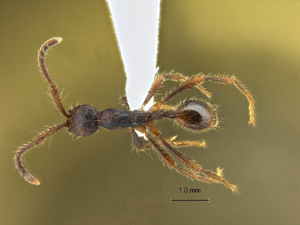 Aenictus paradentatus dorsal