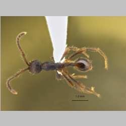 Aenictus paradentatus Jaitrong, 2013 dorsal