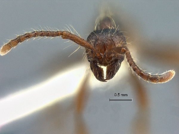 Aenictus paradentatus frontal