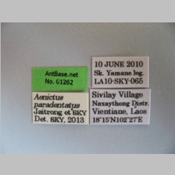 Aenictus paradentatus Jaitrong, 2013 label