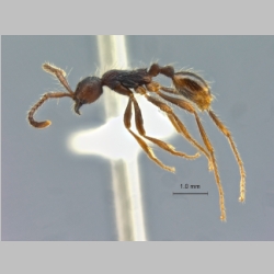 Aenictus paradentatus Jaitrong, 2013 lateral