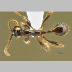 Aenictus parahuonicus Jaitrong & Yamane, 2013 dorsal