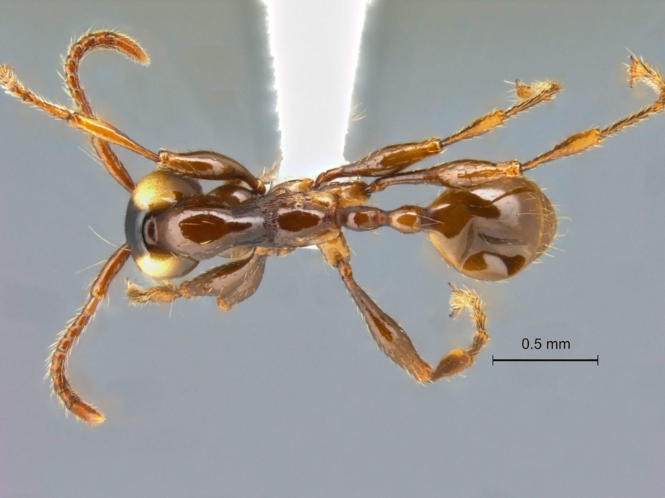 Aenictus pfeifferi dorsal