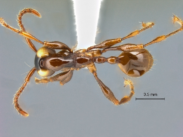 Aenictus pfeifferi dorsal