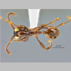 Aenictus pfeifferi Zettel & Sorger, 2010 dorsal