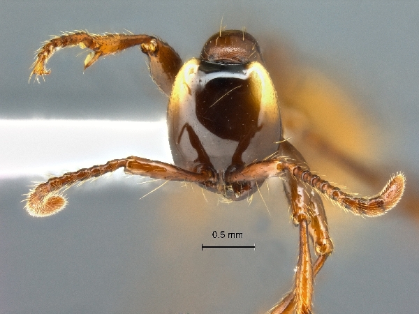 Aenictus pfeifferi frontal