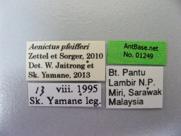 Aenictus pfeifferi label