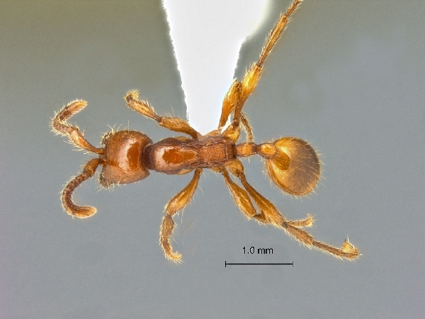 Aenictus philip pinensis dorsal