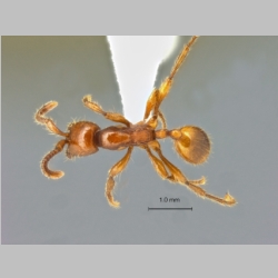 Aenictus philip pinensis Chapman, 1963 dorsal