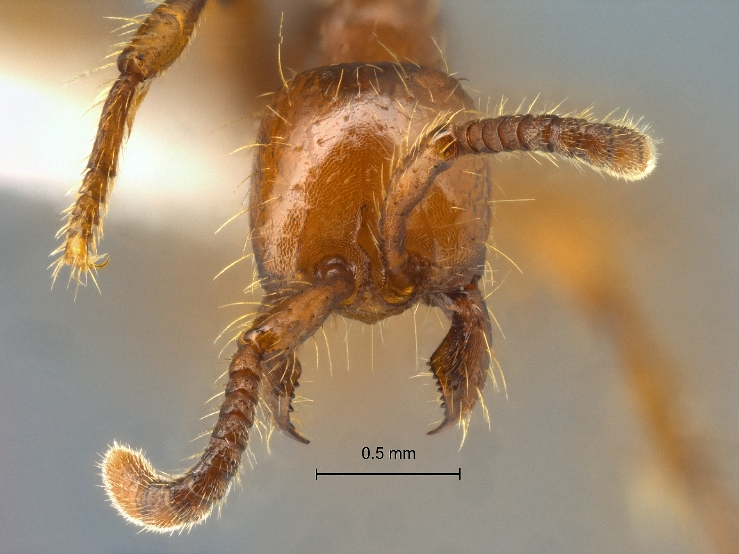 Aenictus philip pinensis frontal