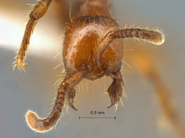 Aenictus philip pinensis frontal