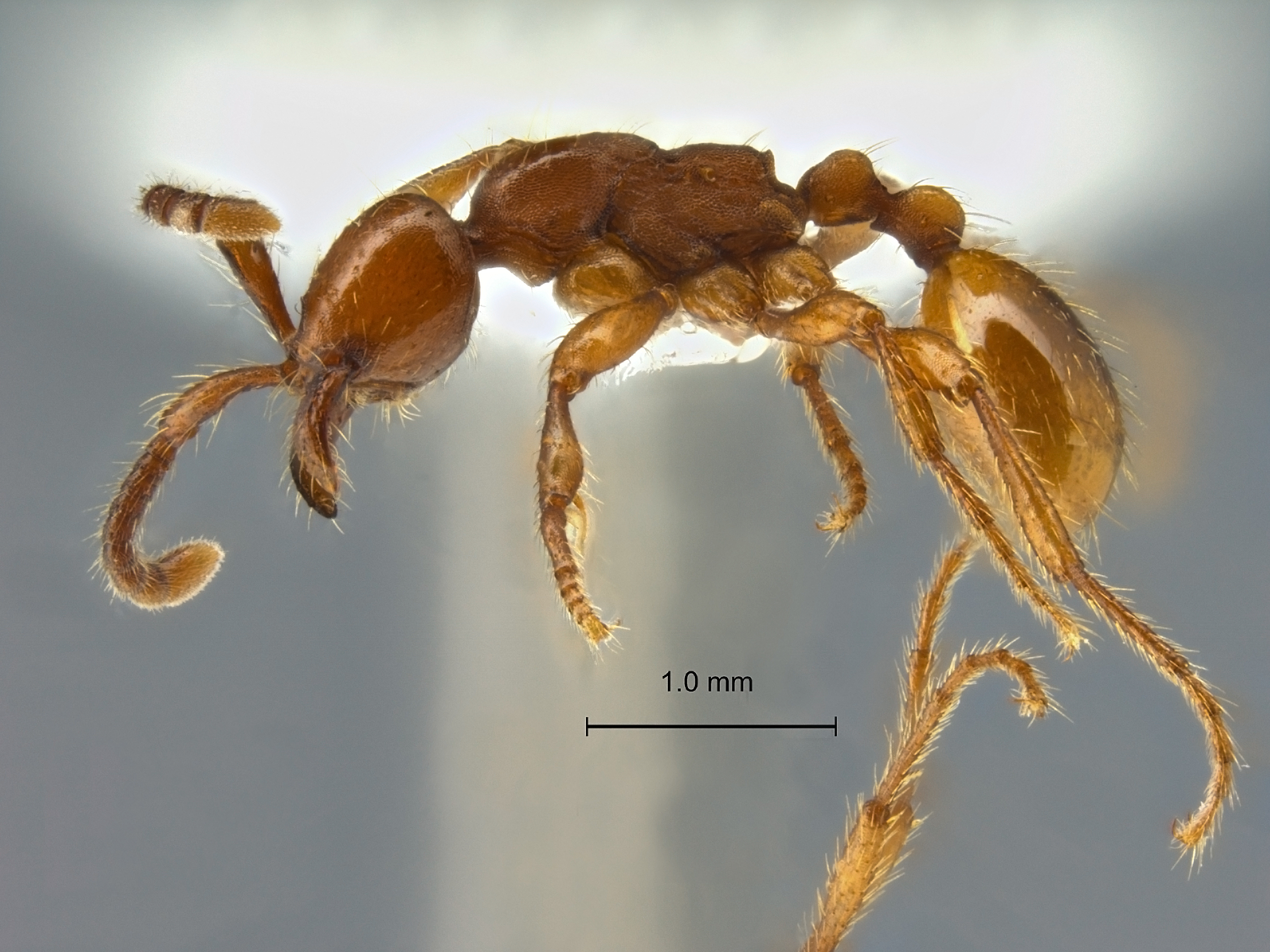 Aenictus philip pinensis lateral
