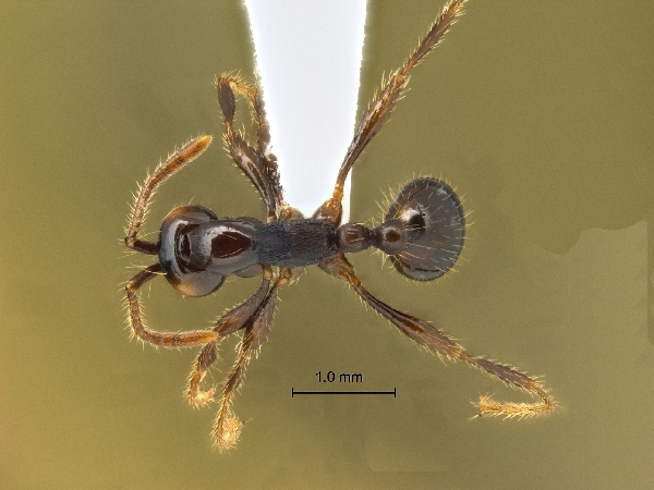 Aenictus retundicollis dorsal