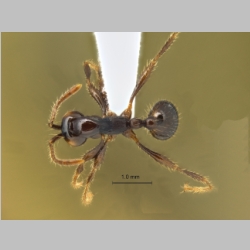 Aenictus retundicollis Jaitrong & Yamane, 2013 dorsal