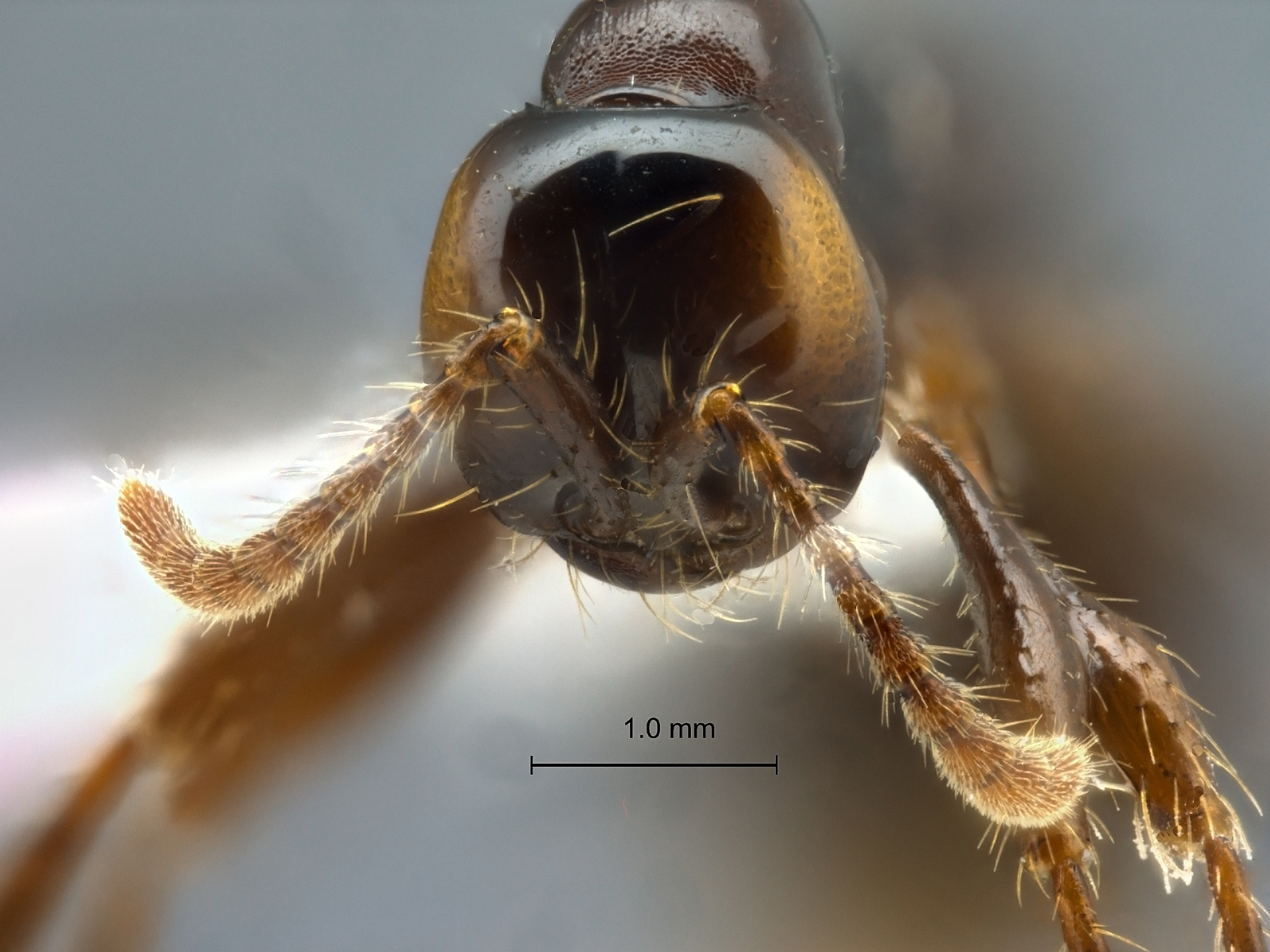 Aenictus retundicollis frontal