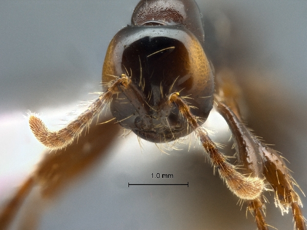 Aenictus retundicollis frontal
