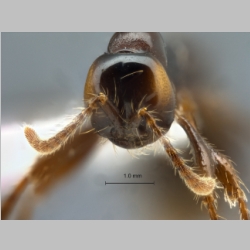 Aenictus retundicollis Jaitrong & Yamane, 2013 frontal