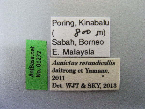 Aenictus retundicollis label