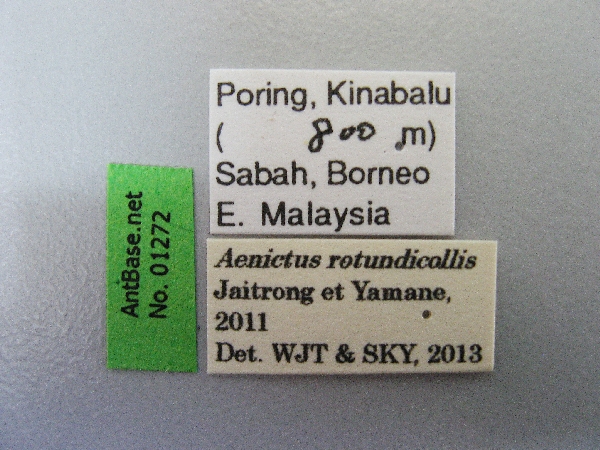 Aenictus retundicollis label