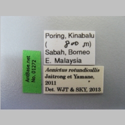Aenictus retundicollis Jaitrong & Yamane, 2013 label