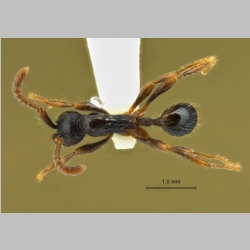 Aenictus sulawesiensis Jaitrong & Wiwatwitaya, 2013 dorsal
