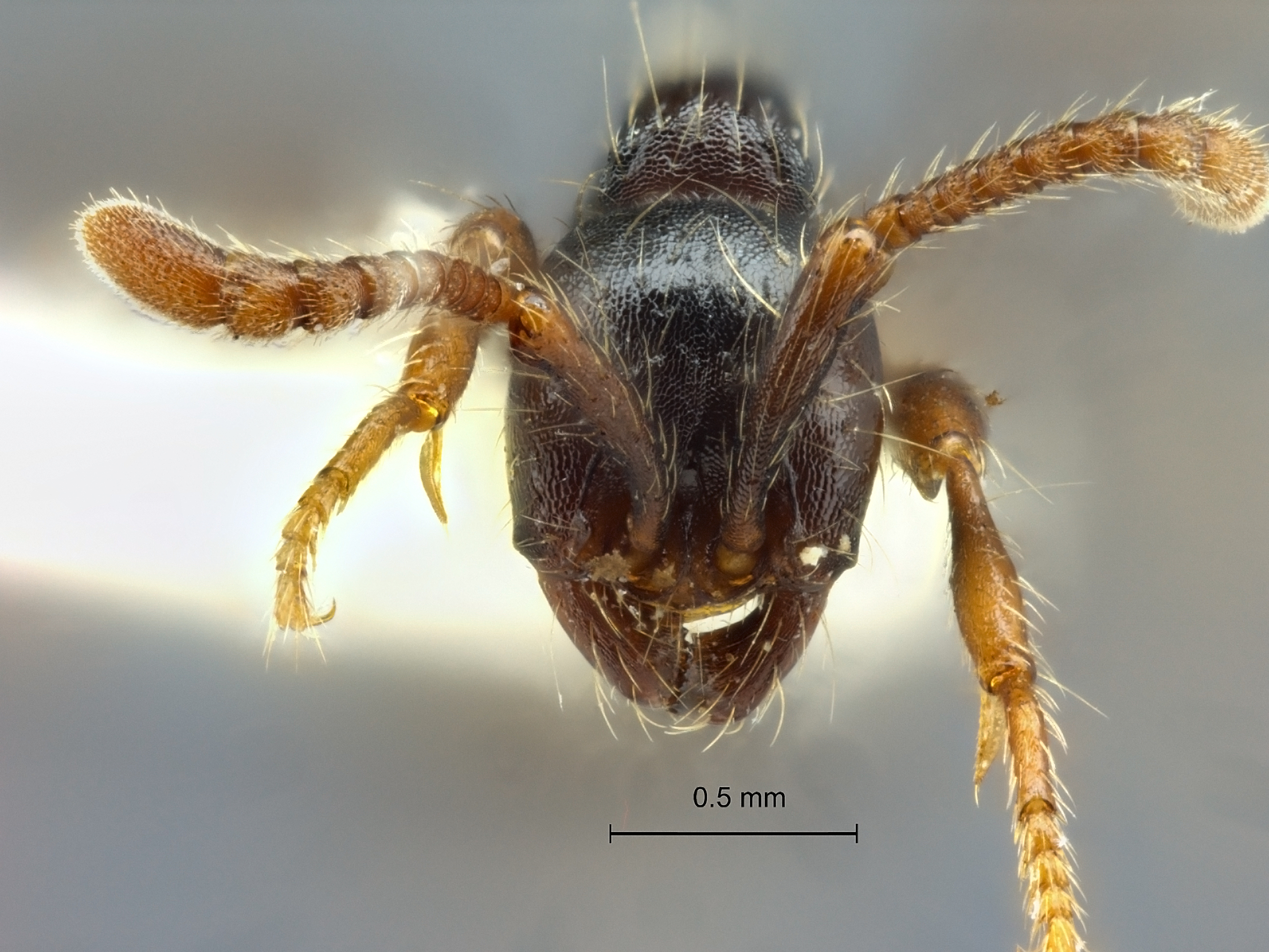 Aenictus sulawesiensis frontal