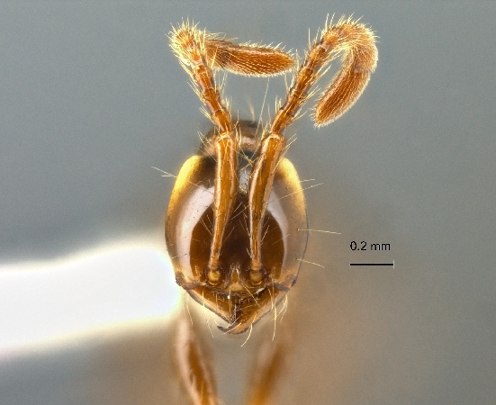 Aenictus wayani frontal