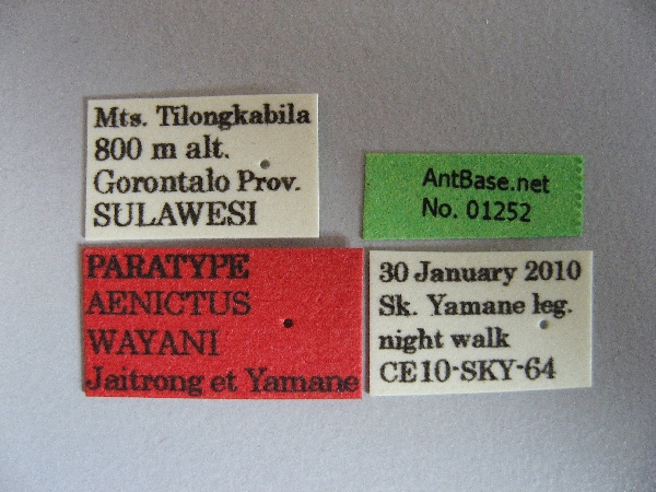 Aenictus wayani label