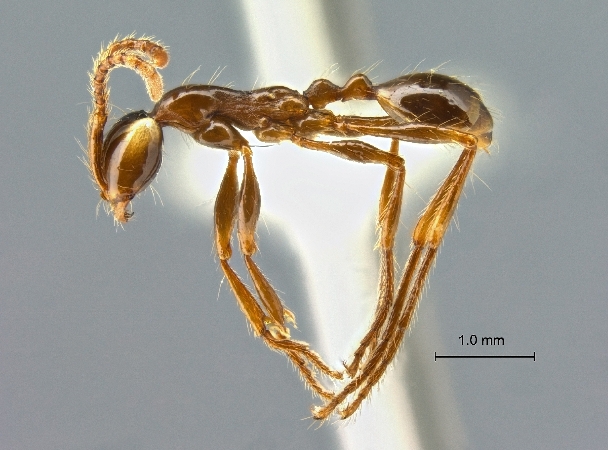 Aenictus wayani lateral