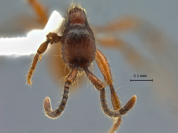 Aenictus yamanei frontal