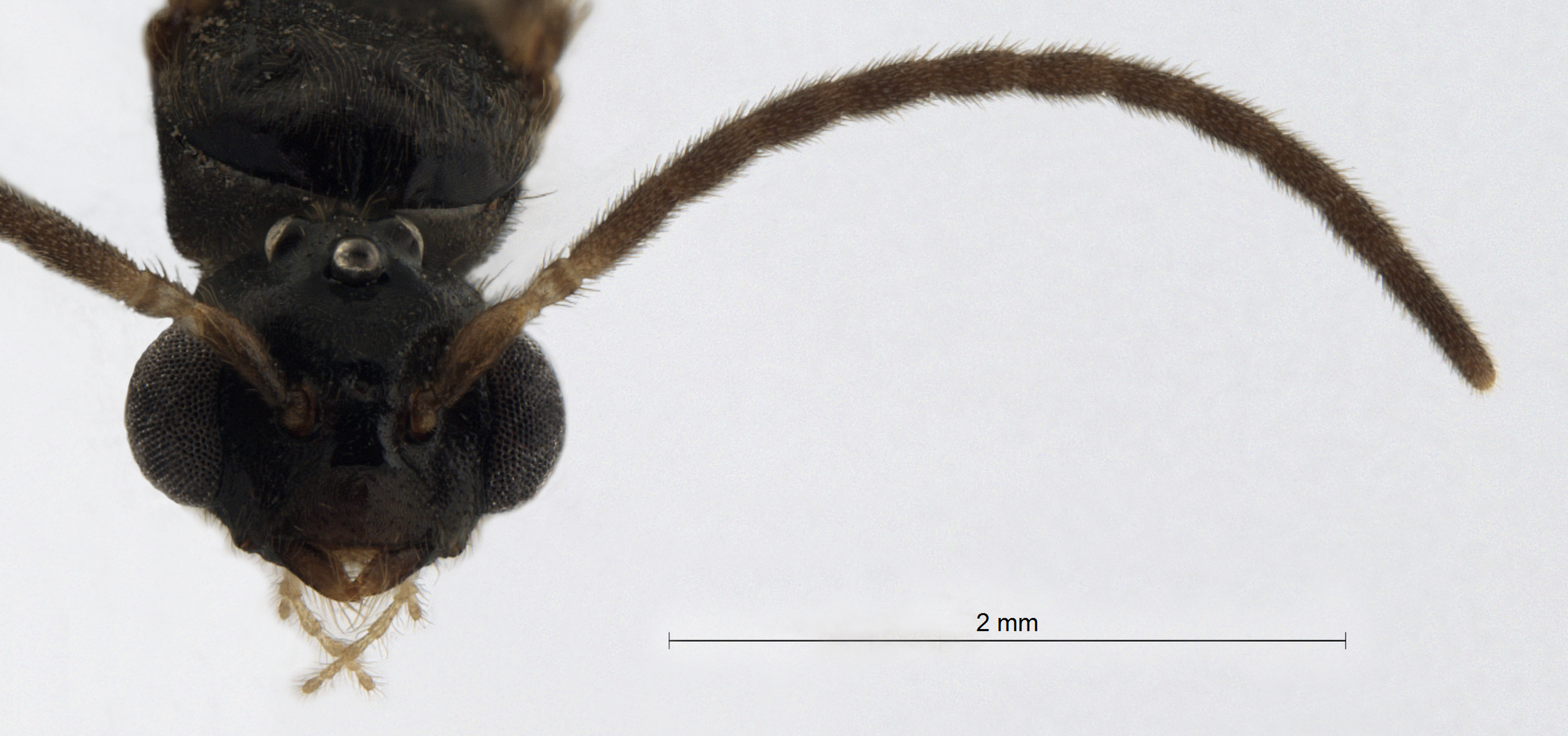 Cladomyrma scopulosa male frontal