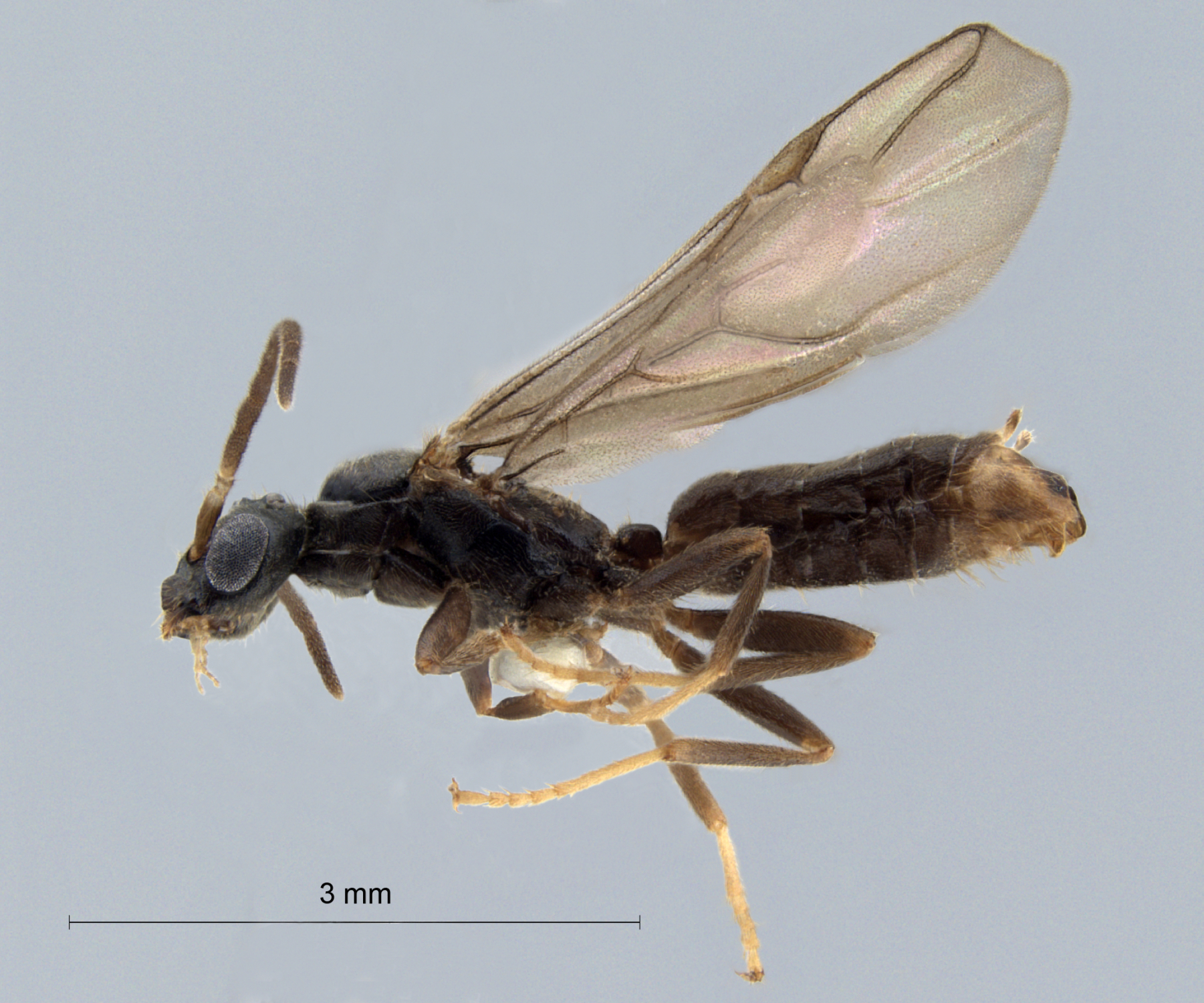 Cladomyrma scopulosa male lateral