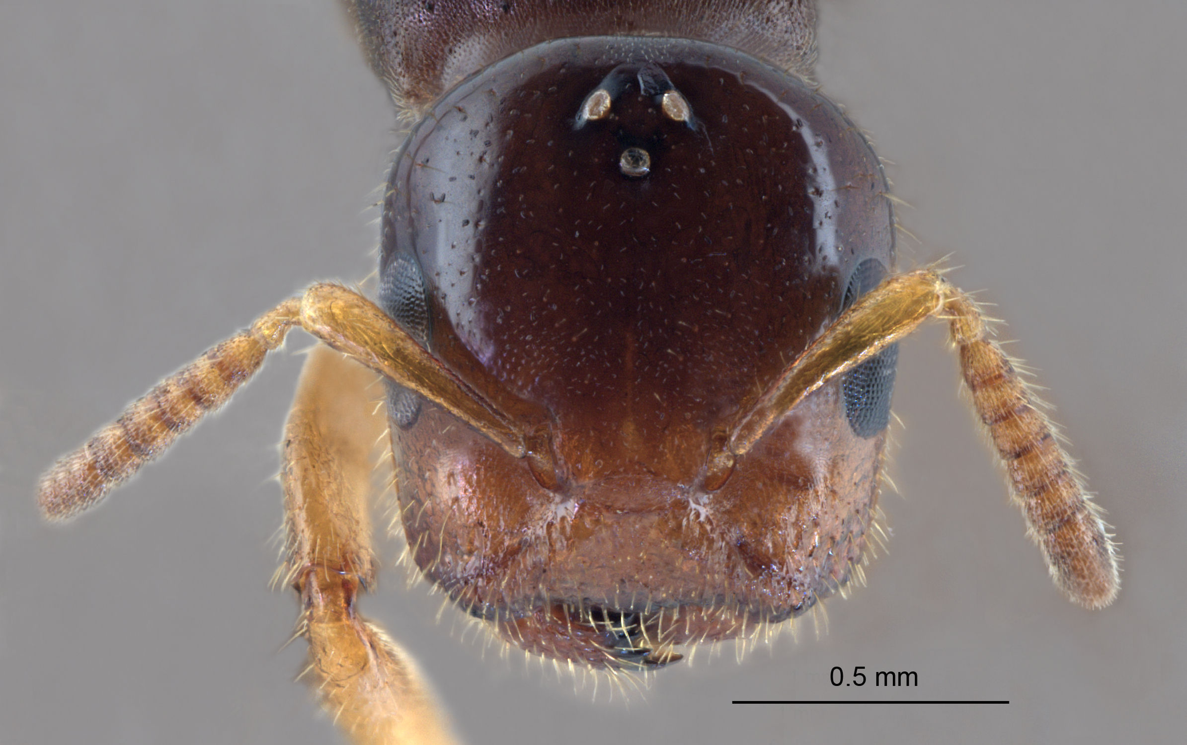 Cladomyrma scopulosa queen frontal