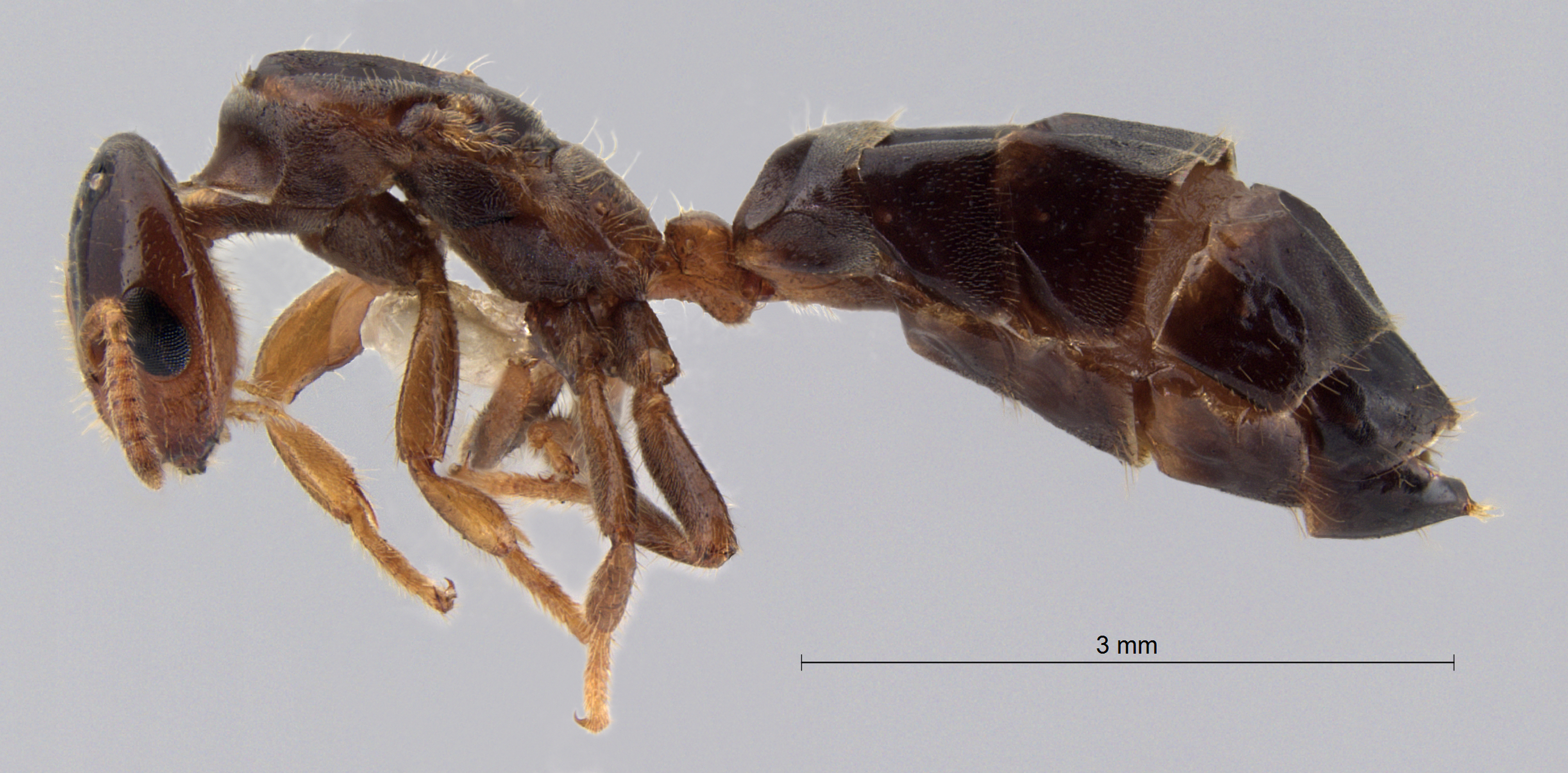 Cladomyrma scopulosa queen lateral