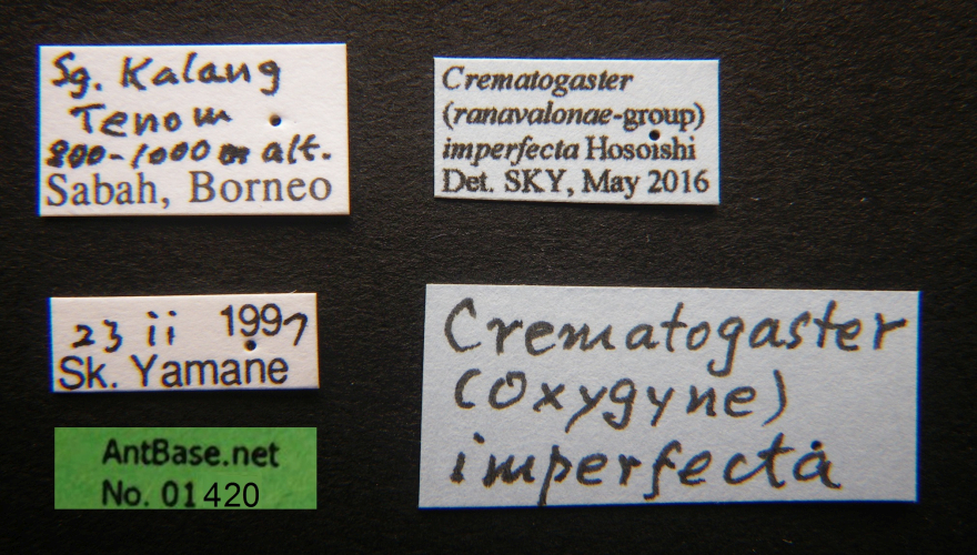 Crematogaster imperfecta label