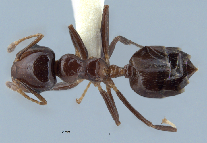 Crematogaster  tumidula dorsal