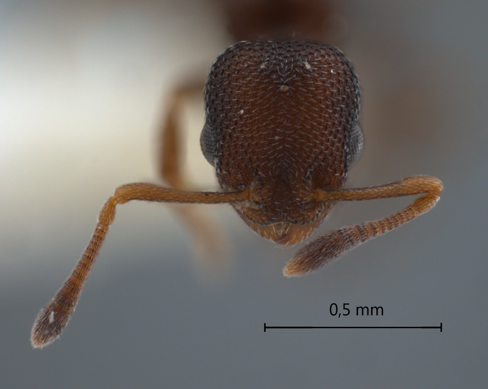 Cardiocondyla sp. a frontal