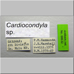 Cardiocondyla sp. a Emery, 1869