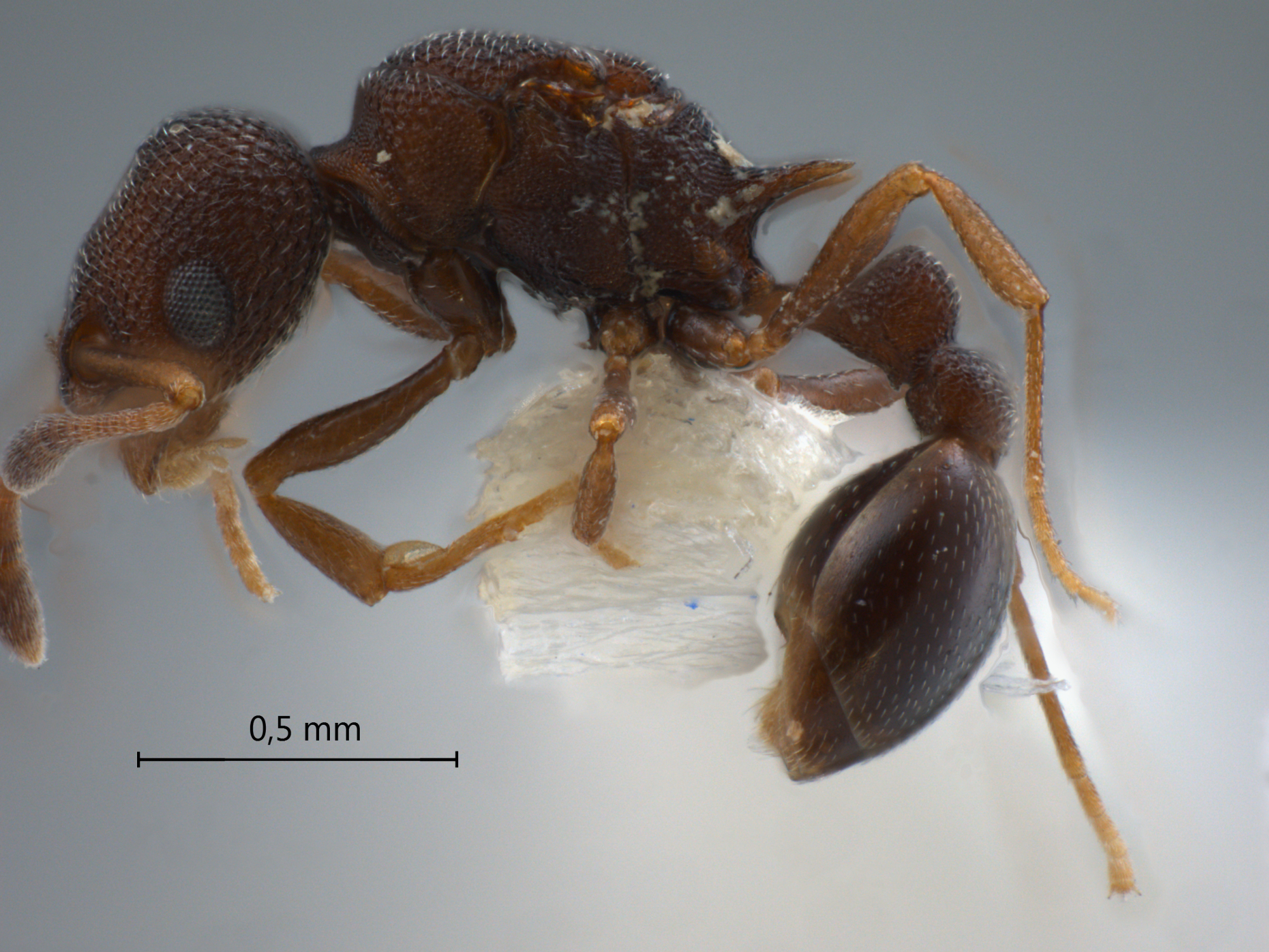  Cardiocondyla sp. a lateral