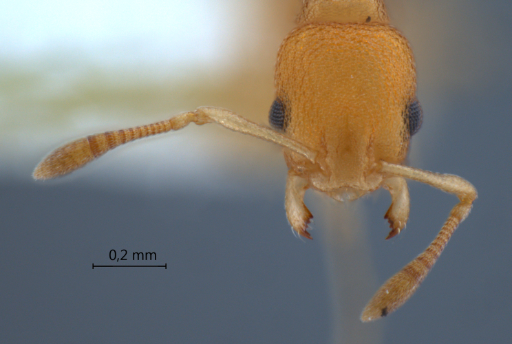 Cardiocondyla sp. b frontal