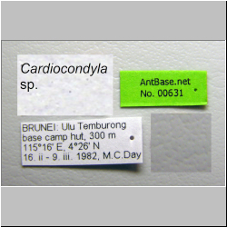 Cardiocondyla sp. b  Emery, 1869