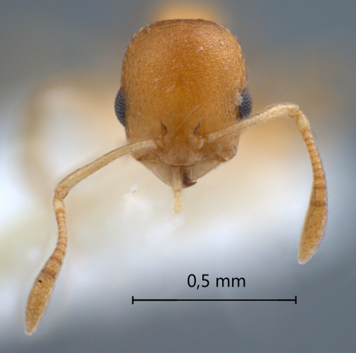 Cardiocondyla sp. c frontal