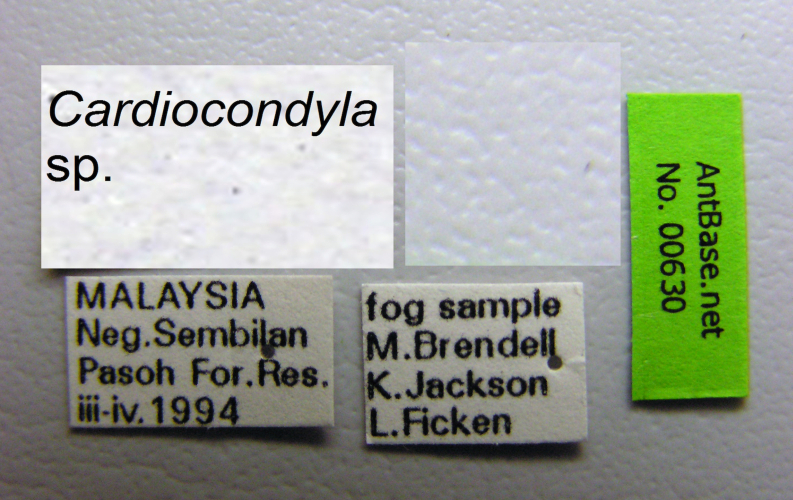 Cardiocondyla sp. c label